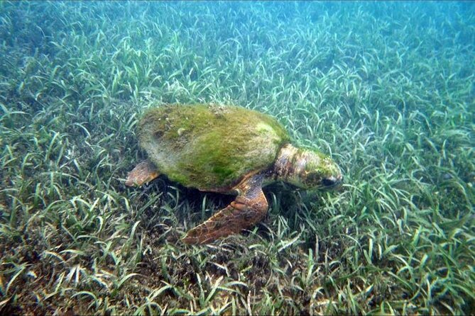 Private Snorkeling and Sightseeing Tour of Antigua - Johnny’s guiding makes the water time more useful
