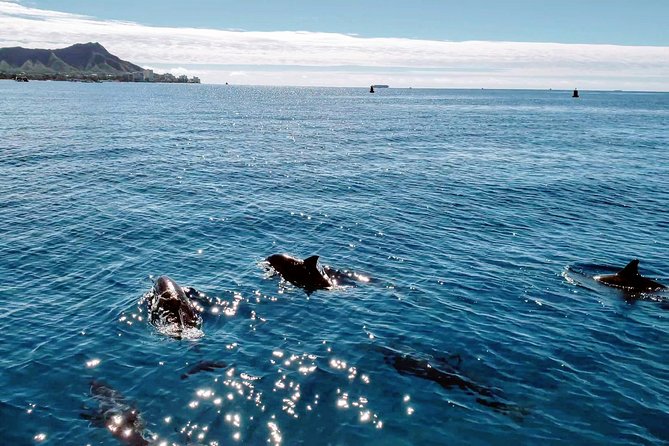 Private Snorkeling and Wildlife on The Adventure Boat - Turtles, dolphins, whales, and other wildlife
