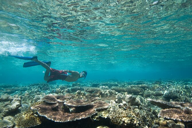 Private Snorkeling Experience in Aqaba Red Sea - Why Aqaba’s Red Sea is worth seeing