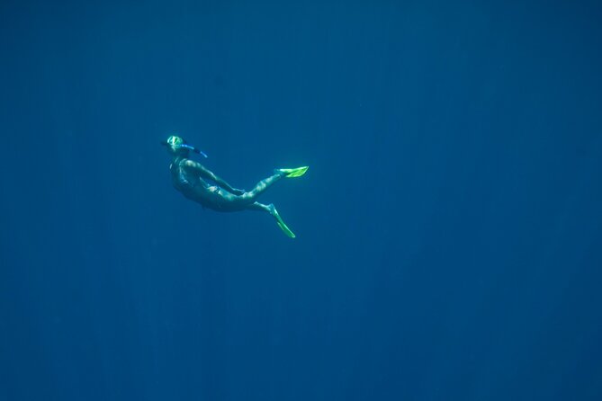 Private Snorkeling Experience in Aqaba Red Sea - What you may see beneath the surface