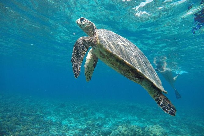Private Snorkeling Gili Island (Coral, Statue and Turtle) - What this four-hour Gili snorkeling trip is really like