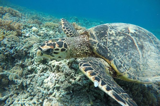 Private Snorkeling Gili Island (Coral, Statue and Turtle) - Underwater statues at Gili Meno