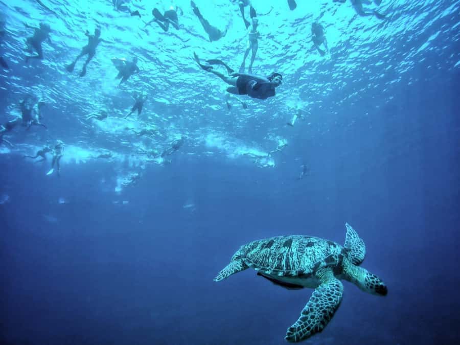 Private Snorkeling Gili Islands Full Day Tour - Lunch and free time on the islands