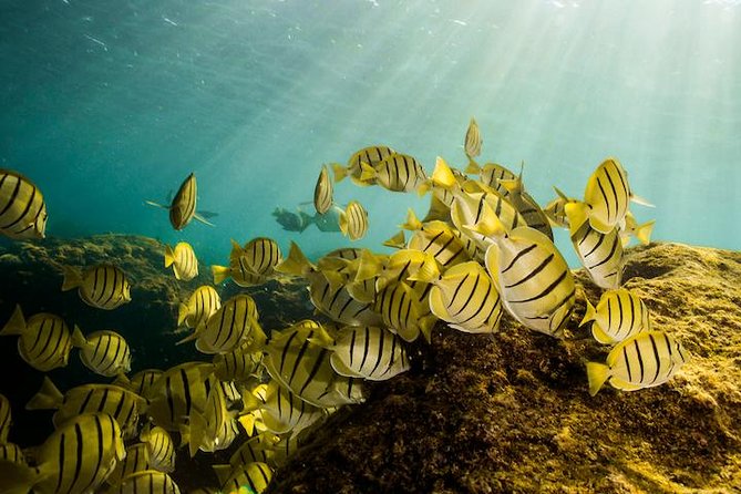 Private Snorkeling Tour in Cabo San Lucas - A private way to see Cabo from the water