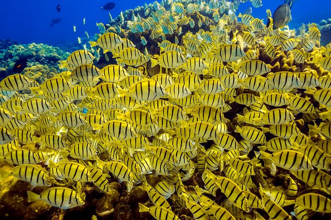 Private Snorkeling Tour in Cabo San Lucas - Meeting at Hotel Tesoro in Cabo’s marina area