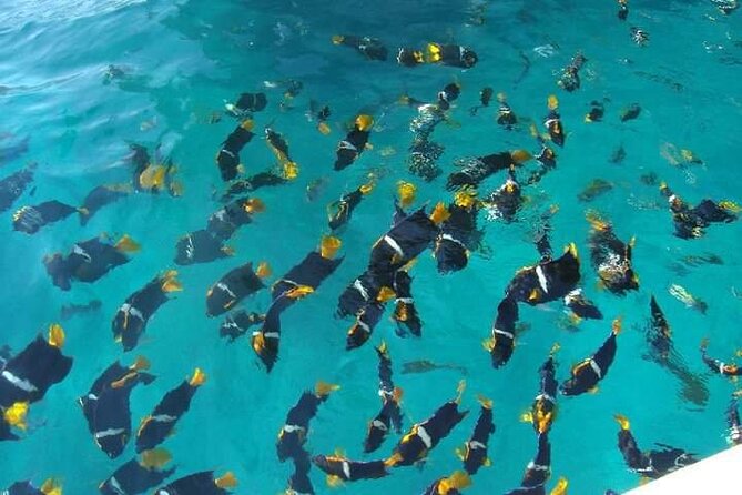 Private Snorkeling Tour to Los Arcos - Why a private boat changes the Los Arcos experience