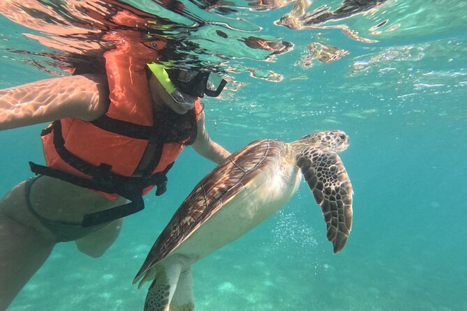 Private Snorkeling with Sea Turtles in Akumal Beach - Why Akumal’s turtles make this one-hour swim special