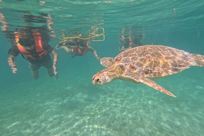 Private Snorkeling with Sea Turtles in Akumal Beach - Darwin and Marlene bring different strengths
