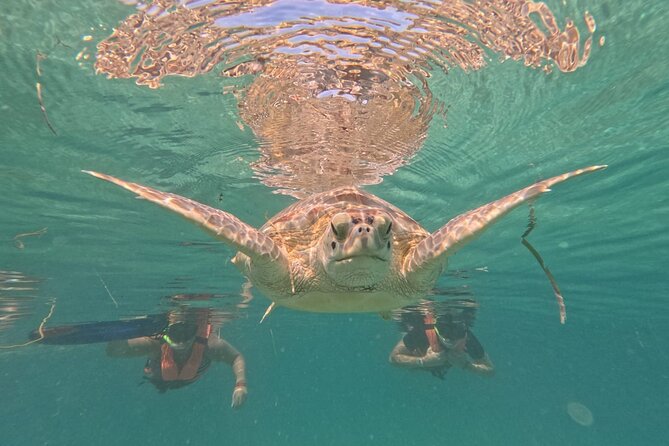 Private Snorkeling with Sea Turtles in Akumal Beach - How good is the turtle viewing?