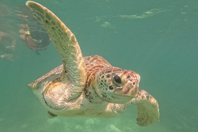 Private Snorkeling with Sea Turtles in Akumal Beach - Choosing the best time and preparing for the water
