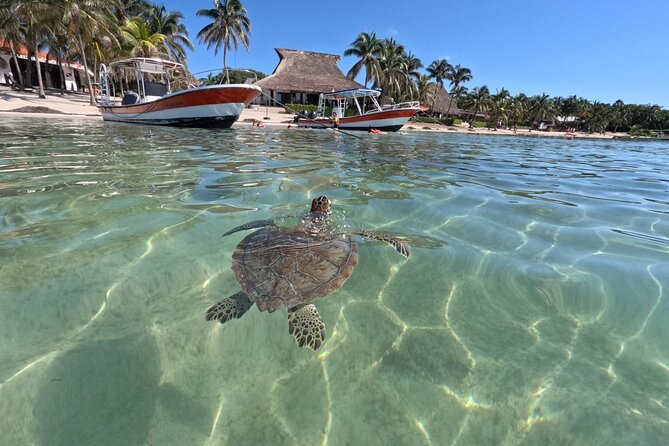 Private Snorkeling with Sea Turtles in Akumal Beach - Is $65.57 a fair price?