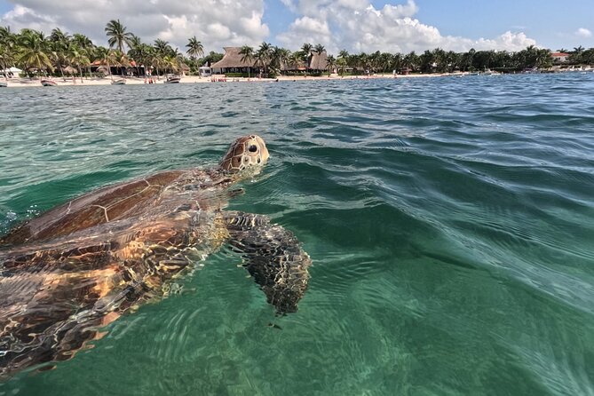 Private Snorkeling with Sea Turtles in Akumal Beach - What happens from the beach to the swimming circuit