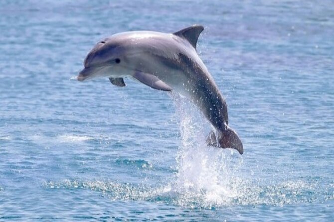 Private Speed Boat Snorkeling with Dolphins Trip - Hurghada - Extra fees and resort transfers