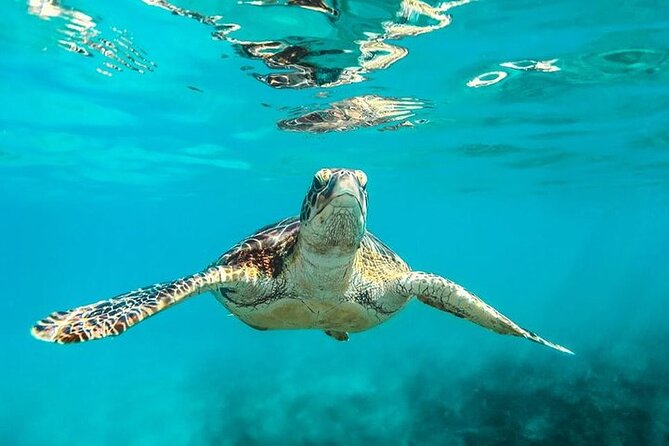Private Tour: Barbados Catamaran Snorkeling Cruise - Setting sail from Bridgetown on El Tigre