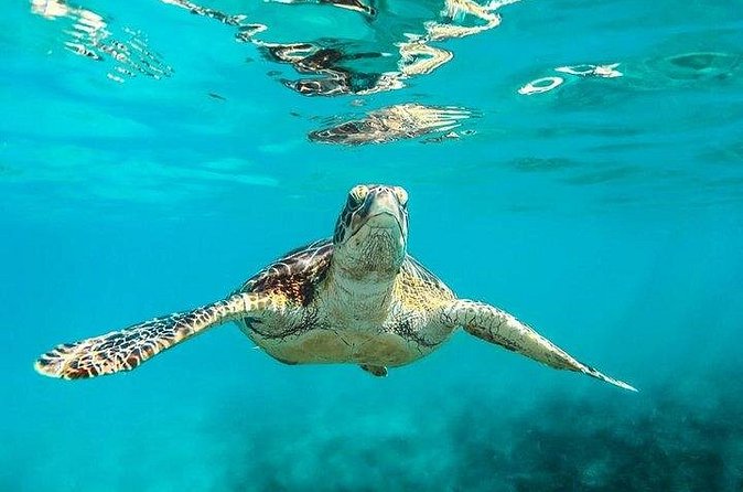 Private Tour: Barbados Catamaran Snorkeling Cruise - What the private format is really worth