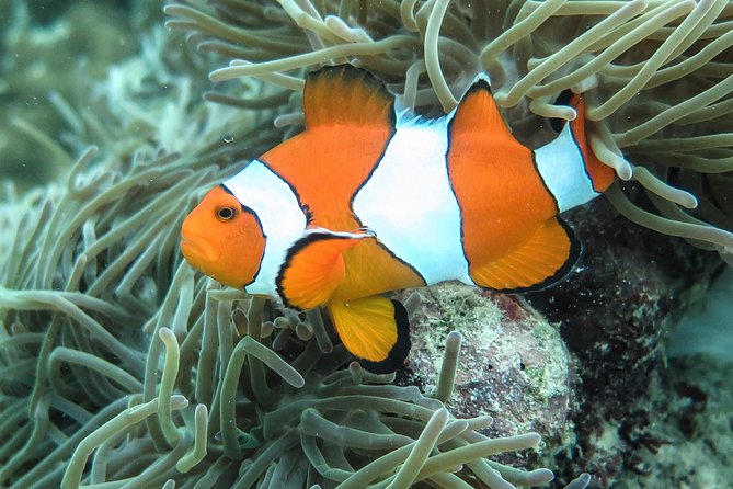 Private Tour to Hong Islands & 4 Islands with Sunset & Night Snorkel - A private tour can be good value for two