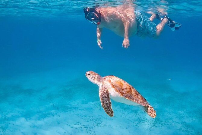 Private Turtle Spotting Snorkeling Excursion in Aruba - Key points at a glance