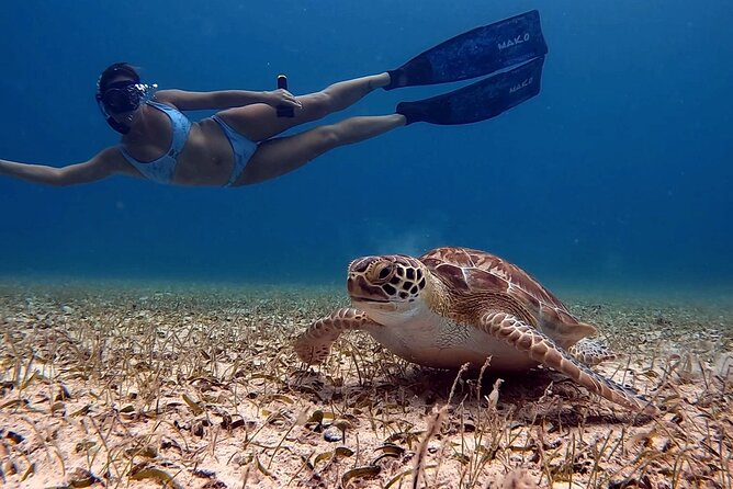 Private Turtle Spotting Snorkeling Excursion in Aruba - Tres Trapi puts you close to turtles fast