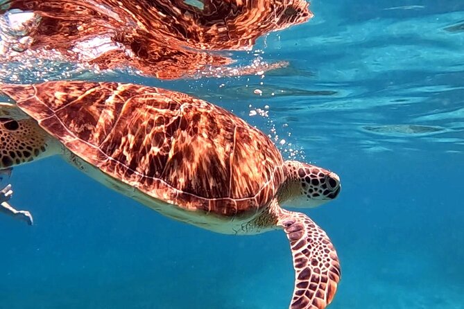 Private Turtle Spotting Snorkeling Excursion in Aruba - The video is more than a quick phone clip