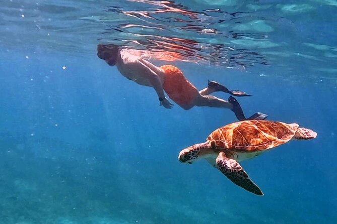 Private Turtle Spotting Snorkeling Excursion in Aruba - How the 90-minute turtle search works