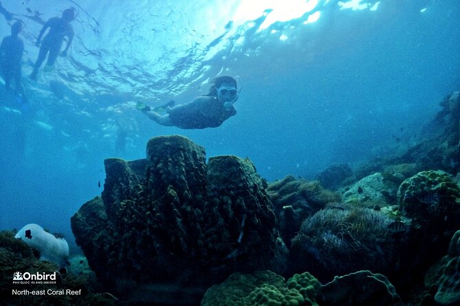 PRO-SNORKELING to Explore Hidden Coral Reefs (MAX 10 PAX) - Two selected reefs, not one fixed underwater script