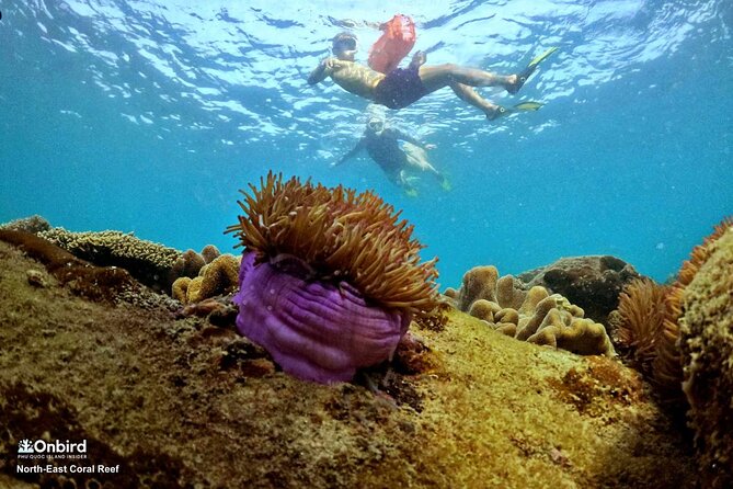 PRO-SNORKELING to Explore Hidden Coral Reefs (MAX 10 PAX) - What comes with the $54.98 price