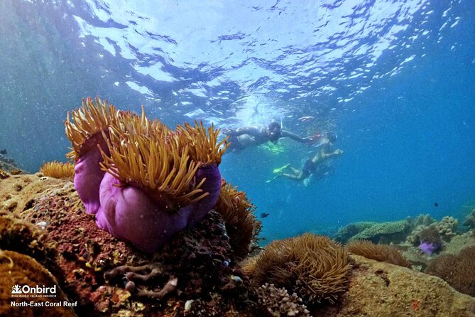 PRO-SNORKELING to Explore Hidden Coral Reefs (MAX 10 PAX) - A family-friendly outing with real limits