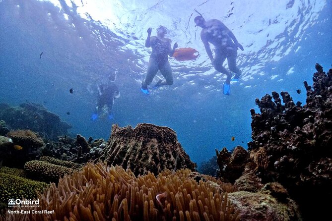 PRO-SNORKELING to Explore Hidden Coral Reefs (MAX 10 PAX) - Who should book this experience