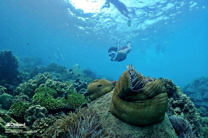 PRO-SNORKELING to Explore Hidden Coral Reefs (MAX 10 PAX) - Getting comfortable before the first reef