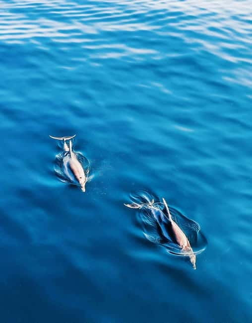 Puerto Banús: Floky Boat Cruise with Snorkeling & Paddle SUP - Captains, languages, and the human side of the trip