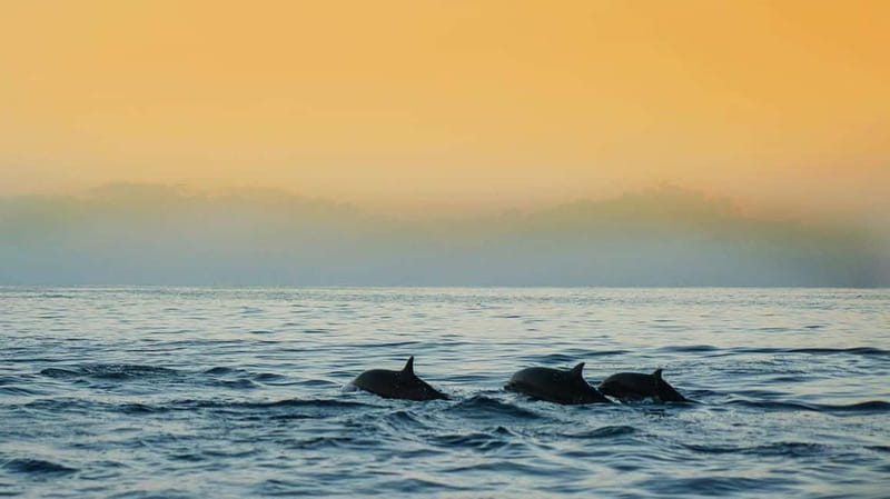 Puerto Banús: Floky Boat Cruise with Snorkeling & Paddle SUP - Who will enjoy this boat day most