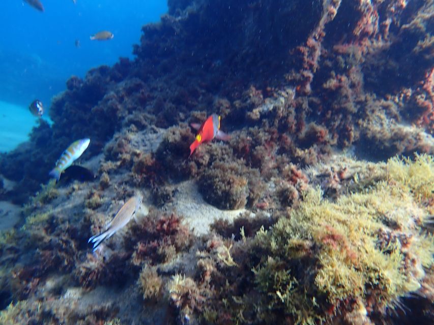 Puerto del Carmen: Snorkeling Trip with Dive Instructor - Who should choose this Puerto del Carmen snorkeling trip?