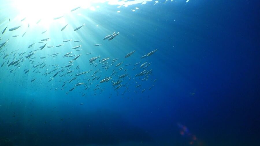 Puerto del Carmen: Snorkeling Trip with Dive Instructor - The one-hour guided swim at Playa Chica