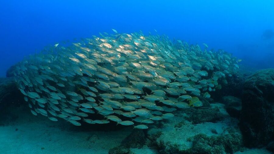 Puerto del Carmen: Snorkeling Trip with Dive Instructor - What you might see beneath the surface