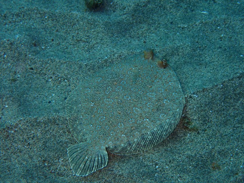 Puerto del Carmen: Snorkeling Trip with Dive Instructor - Winter snorkeling and family suitability