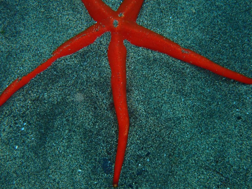 Puerto del Carmen: Snorkeling Trip with Dive Instructor - What the $65 price includes