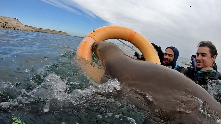 Puerto Madryn: Snorkeling Trip with Sea Lions - Should you book the sea lion snorkeling trip?