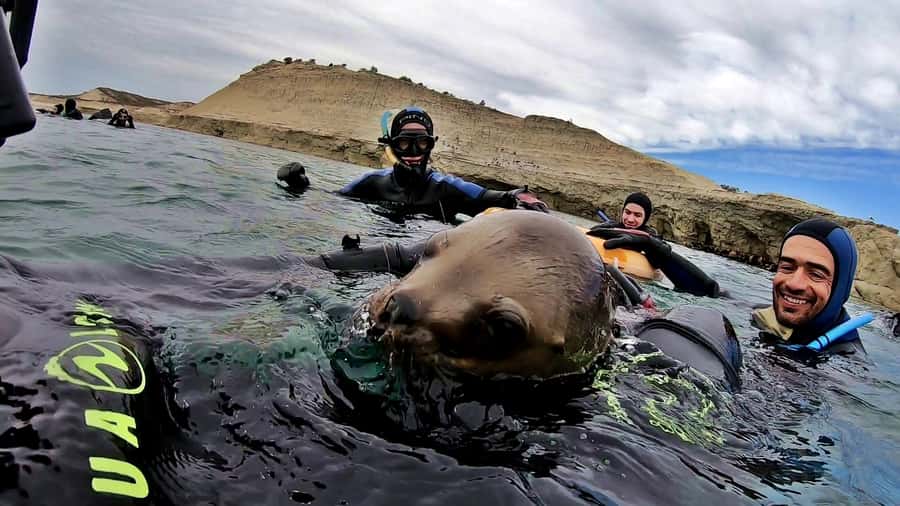 Puerto Madryn: Snorkeling Trip with Sea Lions - Practical advice for a smoother outing