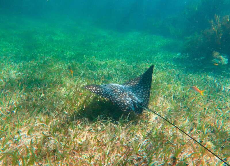 Puerto Morelos: National Reef Park Snorkeling & Beach Lunch - What the $39 price really buys
