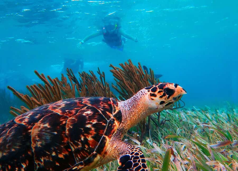 Puerto Morelos: Snorkel, Town Walk, Tequila & Beach Lunch - Tequila tasting after the reef