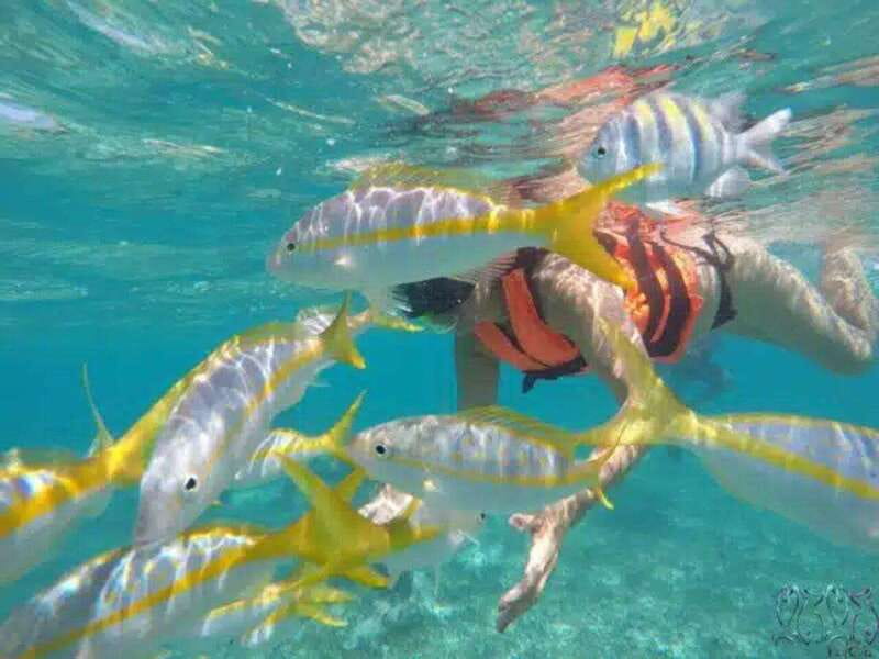 Puerto Morelos: Snorkeling at The National Reef Park - Reaching the reef from Crazy Fish Tacos