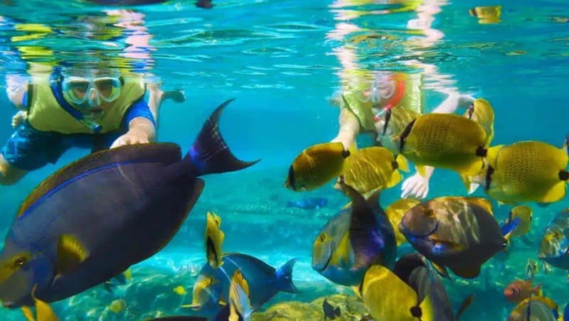 Puerto Morelos: Snorkeling at The National Reef Park - Fish, turtles, rays, and more