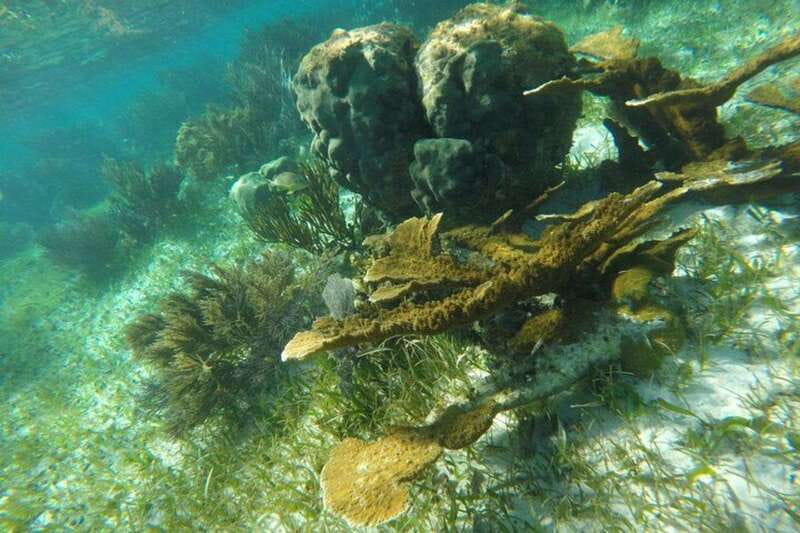 Puerto Morelos: Snorkeling Guided Activity - Key points to know before booking
