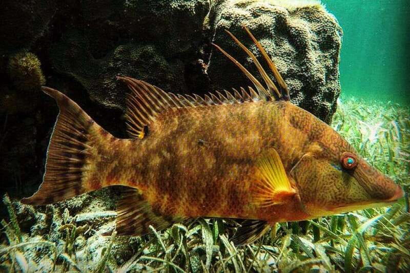 Puerto Morelos: Snorkeling Guided Activity - Puerto Morelos reef snorkeling at a glance