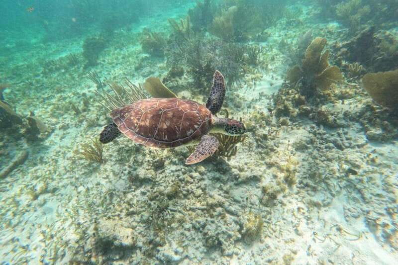 Puerto Morelos: Snorkeling Guided Activity - Sun protection, reef rules, and what to pack