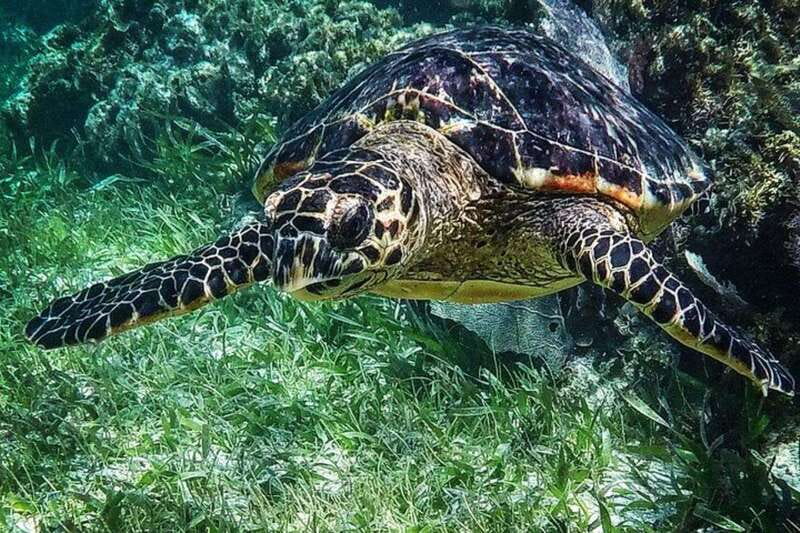 Puerto Morelos: Snorkeling Guided Activity - The safety briefing and equipment setup