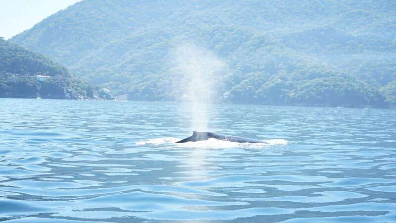 Puerto Vallarta: 3-Hour Whale Watching and Snorkeling - Watching humpbacks in Puerto Vallarta Bay