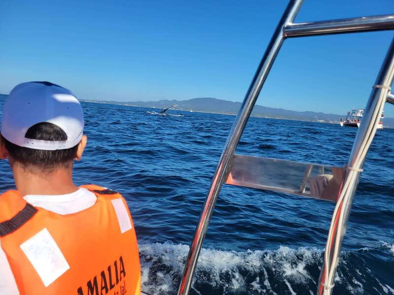 Puerto Vallarta: 3-Hour Whale Watching and Snorkeling - What the whale search is like on a small boat