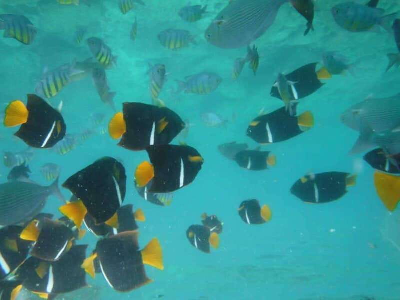 Puerto Vallarta: Los Arcos Snorkel & Beach Private Boat Tour - Snorkeling around Los Arcos
