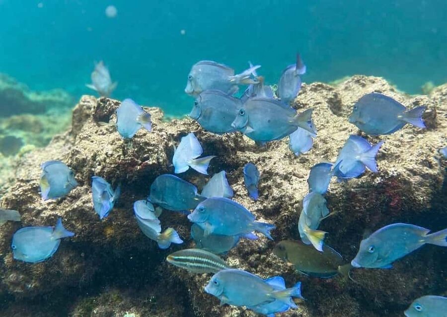Punta Cana: Full-day Snorkelling Tour in Catalina Island - The boat ride from La Romana